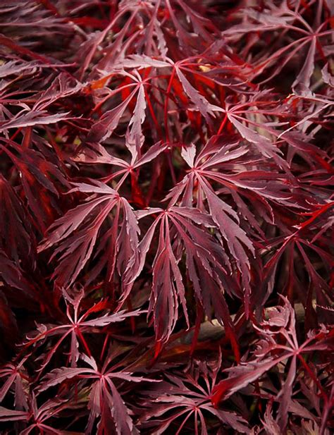 Crimson Queen Japanese Maple For Sale Online The Tree Center