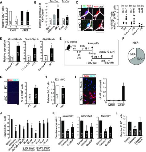 Calcitonin Receptor Signaling Regulates Quiescence Of Muscle Stem Cells