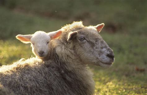 Ewe And Lamb Photograph By Jerry Shulman