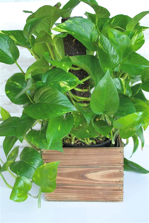 Easy Green Plants To Grow Inf Inet Com