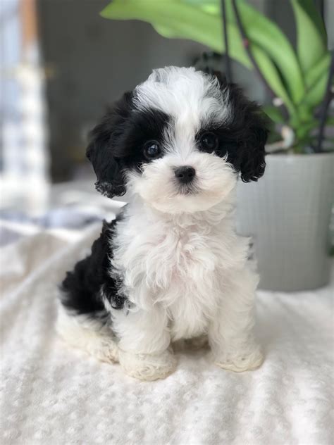 Teacup maltipoo puppy for sale los angeles!!! - iHeartTeacups