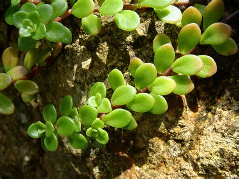 Remove the lower leaves, leaving top leaves and 1 or more bare leaf nodes. Sedum makinoi | Fairy garden plants, Sedum plant, Succulents