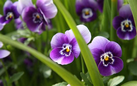 Purple Pansy Flowers In A Garden In Spring Wallpapers And