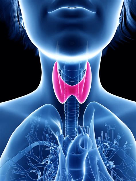 Types Of Thyroid Diseases And How They Are Managed University