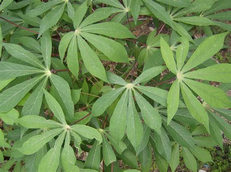 Cassava Facts Health Benefits And Nutritional Value