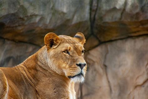 Lion Couleur Zoo Photo Gratuite Sur Pixabay Pixabay