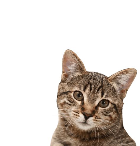 Cat Staring Png Png Play