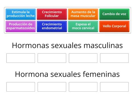 Funciones De Las Hormonas Sexuales Group Sort