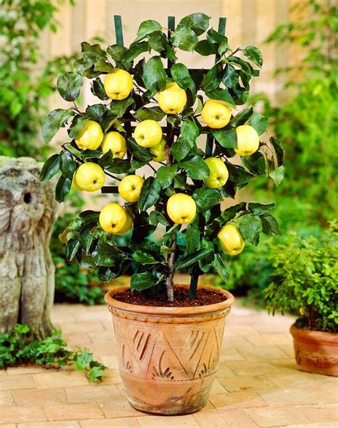 Best Fruits To Grow In Pots Fruits For Containers