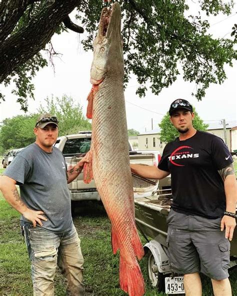 Houston Area Teen Catches 7 Foot 190 Pound Alligator Gar Just Outside