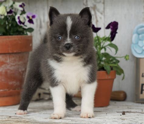 Pomsky Shiba Inu Mix Puppy For Sale Millersburg Oh Female Tootsy