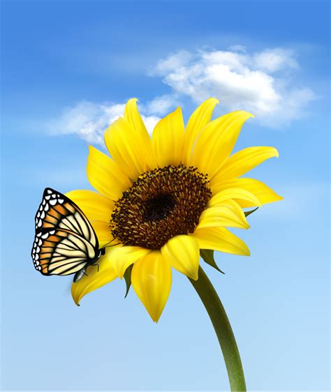 Sunflower And Butterfly Vector Free Vector Graphic Download