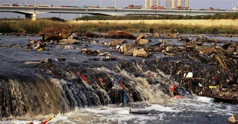 Destrucción De Medio Ambiente Y Globalización Propaga El Covid 19 Oms