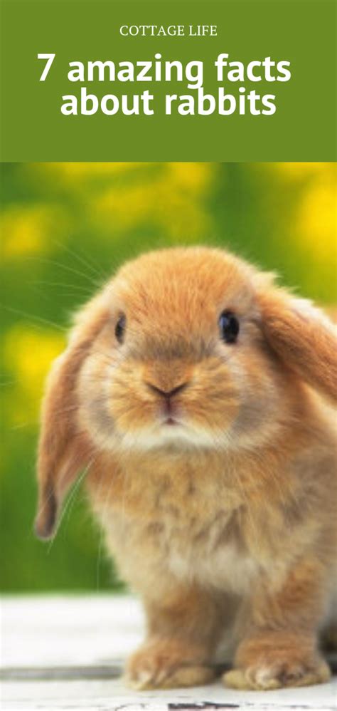 7 Amazing Facts About Rabbits Fun Facts Rabbit Pet Rabbit