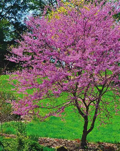 Seeinglooking Purple Flowering Tree Ontario