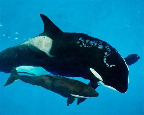 Last Captive Orca Born At Seaworld Dies News