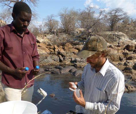 Hippo Dung Revealed As Important Food Source In African Rivers