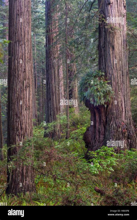 Coast Redwood Sequoia Sempervirens Burr Redwood National Park