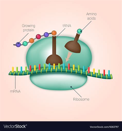 Biosynthesis Of Protein On Ribosome Royalty Free Vector