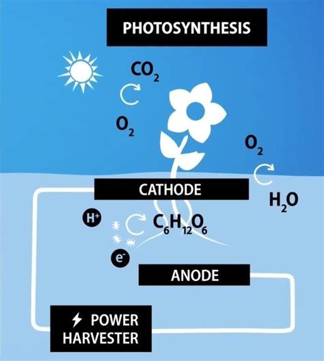 How To Generate Electricity From The Roots Of Living Plants World