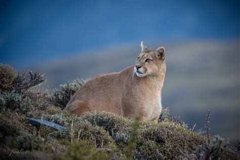Need help for a beginner puma collector (self.puma). Chile / Patagonian Puma