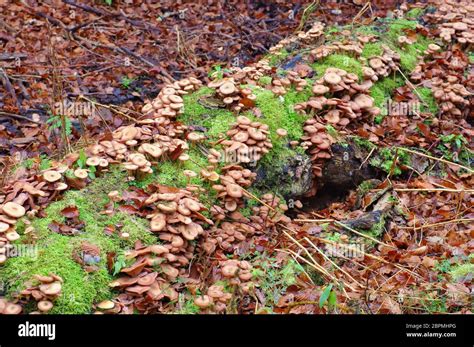 Honey Fungi Or Armillaria Ostoyae In Autumn Forest Stock Photo Alamy