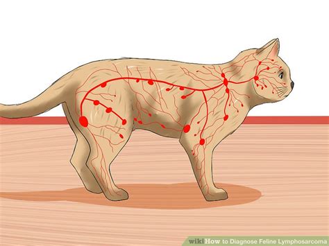 How To Diagnose Feline Lymphosarcoma 10 Steps With Pictures