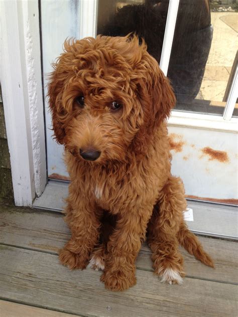 Red Goldendoodle Puppies For Sale Uk Jackson Red Mini Goldendoodle