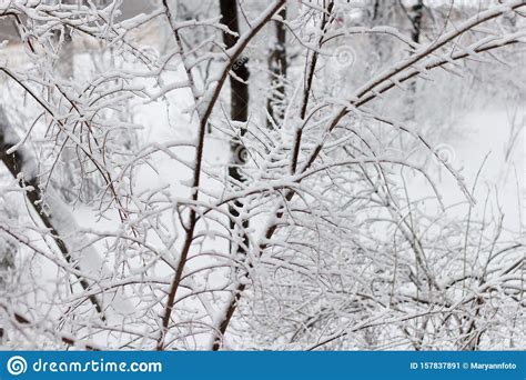 Tree Branches Covered With Snow During A Blizzard Stock Image Image