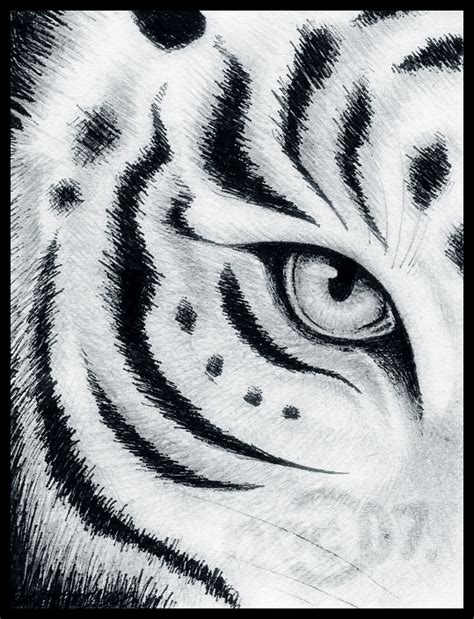 Sketch Of Tiger Eyes