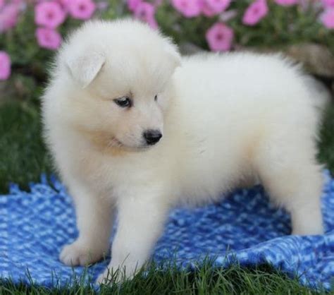 Read reviews, compare prices, and more! Samoyed Puppies For Sale | Richmond, VA #329309 | Petzlover