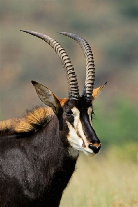 An Antelope With Long Horns Standing In The Grass