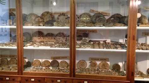 Do Mineral And Fossil Specimens Only Belong In Museums Catawiki