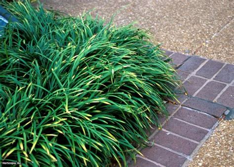 Invasive Ornamental Grasses Hgtv
