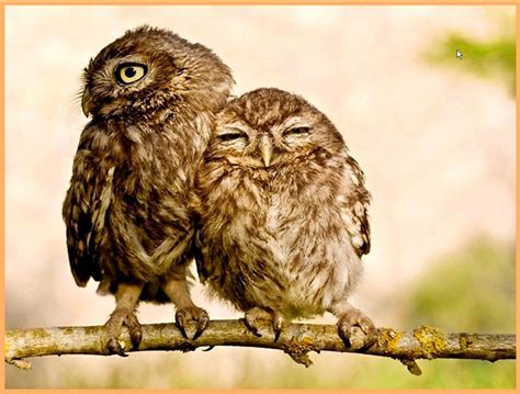 Owl Love Baby Owls Baby Animals Cute Animals Owl Babies Wild
