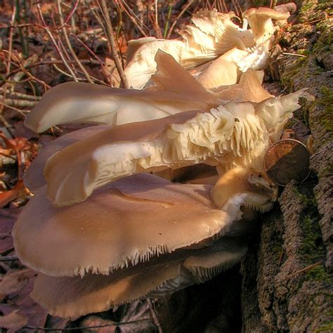 Mushrooms Of Fort Valley Virginia Oyster Mushrooms