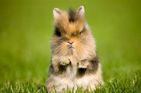 Cutest Easter Bunnies Photos Abc News