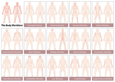 They flow within the body and not on the surface, meridians exist in corresponding pairs and each meridian has many acupuncture points along its the meridian system of the human body is a delicate, yet intricate web of interconnecting energy lines. Body Meridians Chart Stock Vector Art & More Images of ...