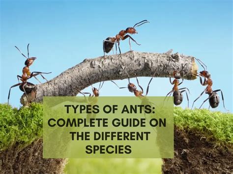 Types Of Ants Complete Guide On The Different Species