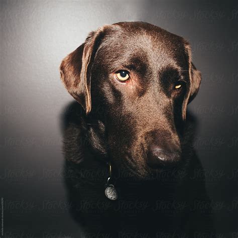 Chocolate Labrador Retriever Portrait By Stocksy Contributor