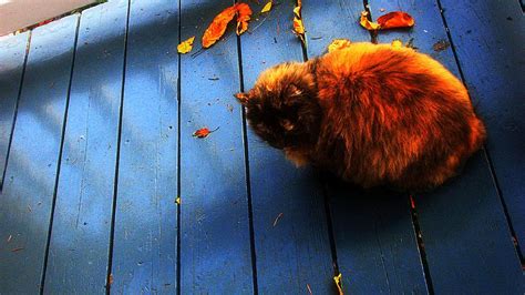Furry Cat With Fall Hd Desktop Wallpaper Widescreen
