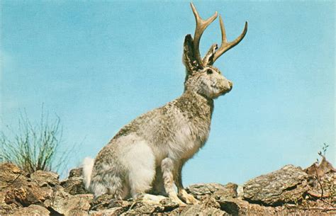 Jack Rabbit With Horns