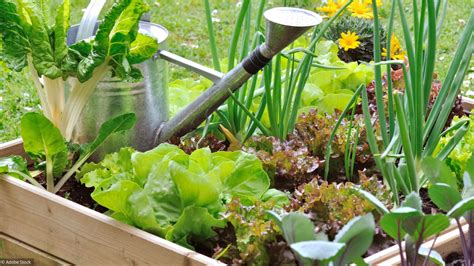 Un Potager économe En Eau Cest Possible