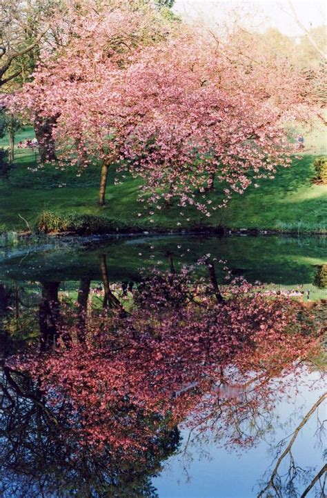 17 Best Images About Trees Reflected In Water On Pinterest Lakes