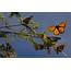 Monarch Butterfly Could Get Endangered Species Protection  CBS News