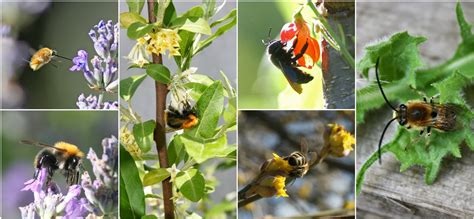 Balkan Ecology Project Trees For Bees
