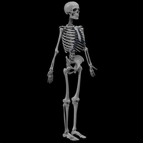 Human Skeleton 3d Printing 3d Model 3d Printable Cgtrader
