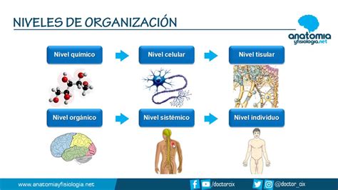 Nivel De Organizacion De La Materia Viva Organico Material Colección