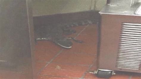 Man Tosses Alligator Through Wendys Drive Thru Cnn Video