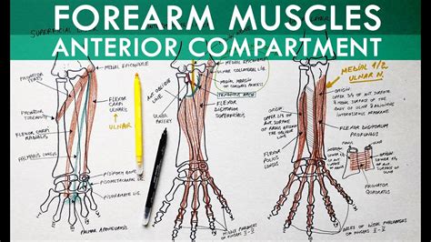 Forearm Muscles Anterior Compartment Anatomy Tutorial Youtube